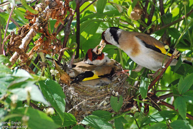 European Goldfinch, Reproduction-nesting