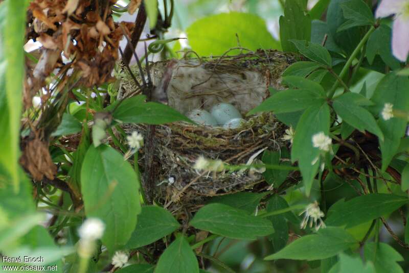 European Goldfinch, Reproduction-nesting