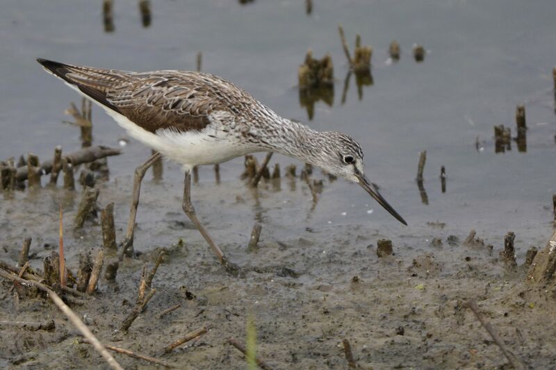 Common Greenshank, identification