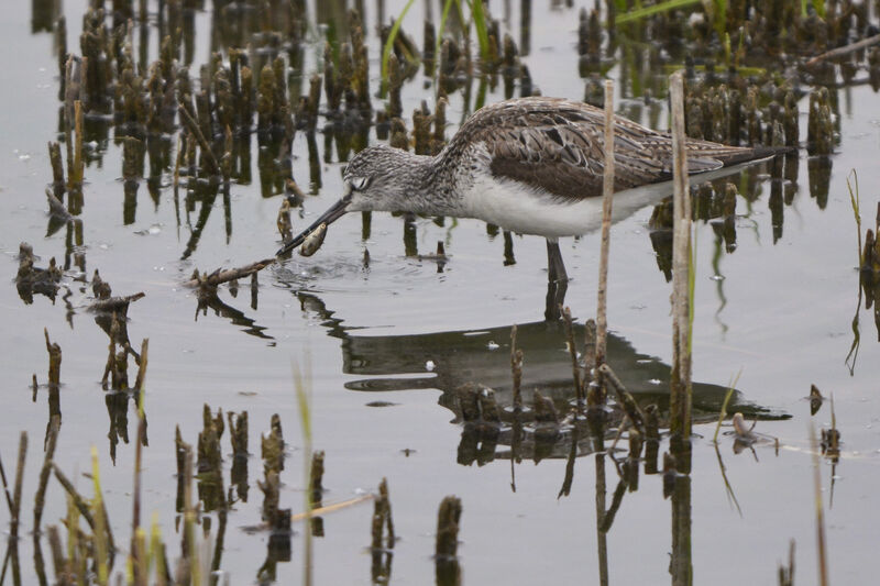 Common Greenshank, feeding habits