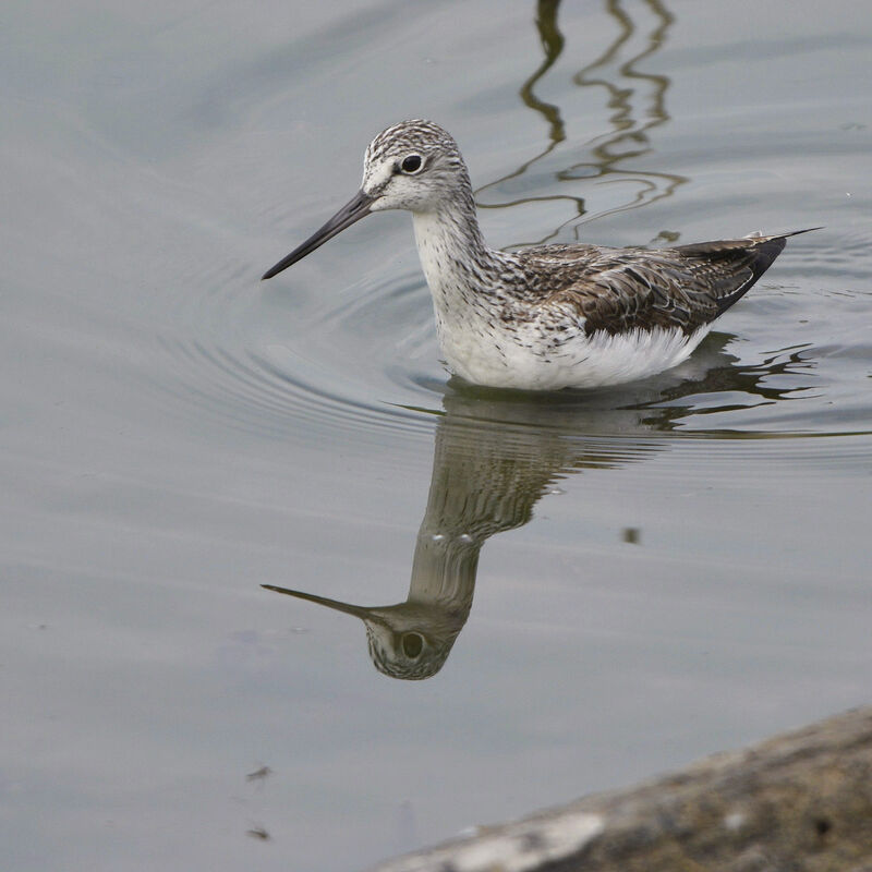 Common Greenshank, identification