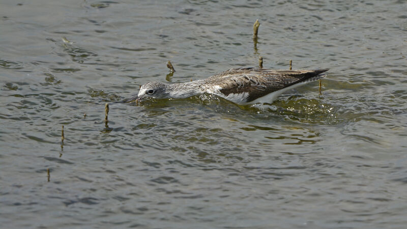 Common Greenshank, feeding habits