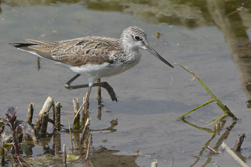 Common Greenshank, identification