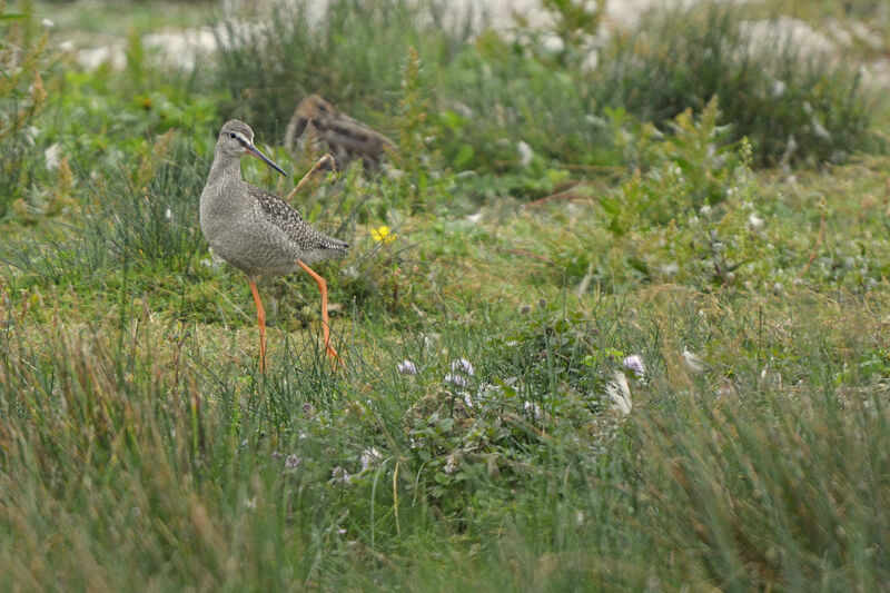 Spotted RedshankFirst year, identification