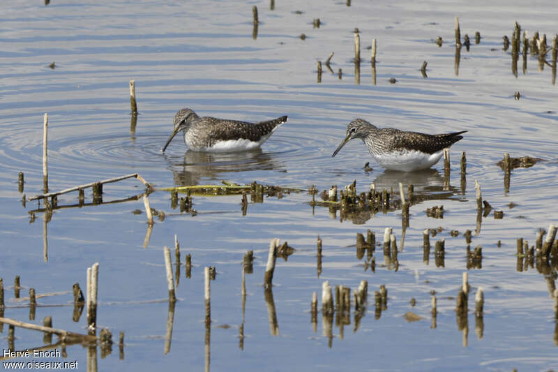 Chevalier cul-blanc, habitat, pêche/chasse