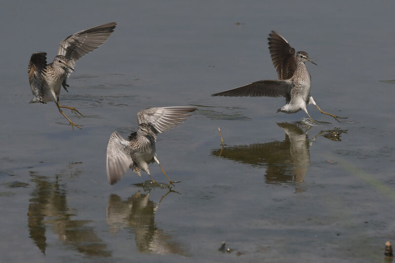 Wood Sandpiper, Flight