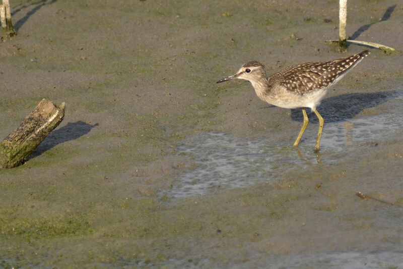 Wood Sandpiper, identification