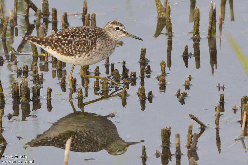 Wood Sandpiperadult, identification