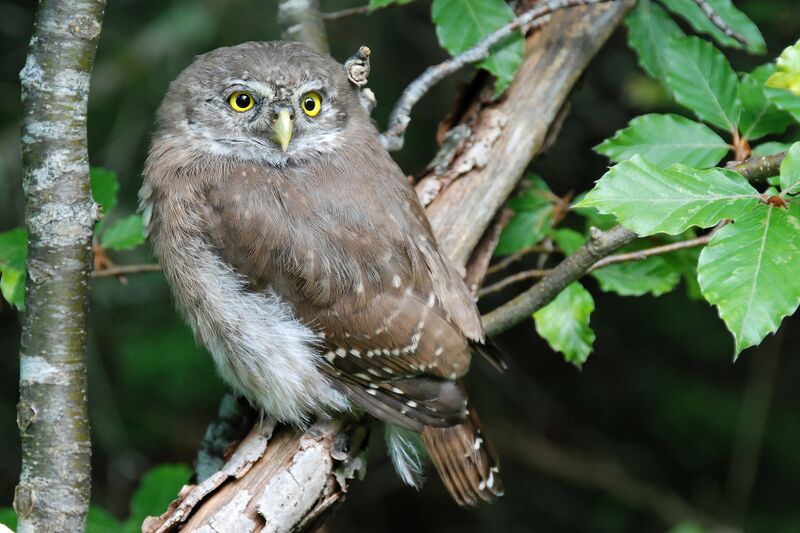 Eurasian Pygmy Owl, identification