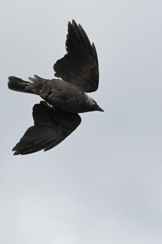 Western Jackdawadult, Flight