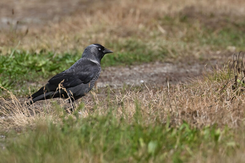 Western Jackdawadult, identification