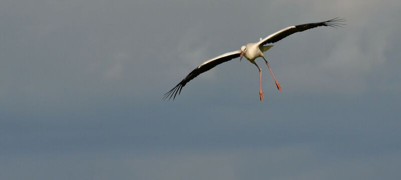 Cigogne blanche, Vol