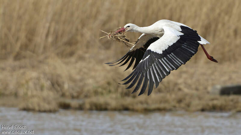 Cigogne blancheadulte, Nidification