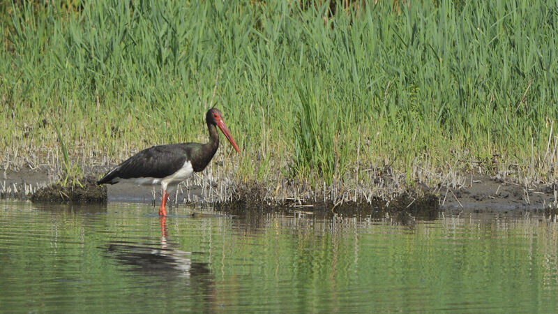 Black Storkadult, identification