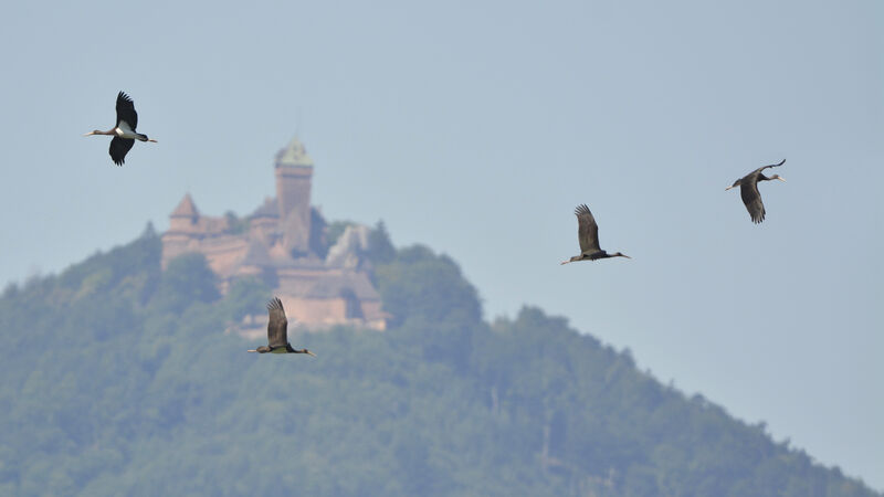 Cigogne noire