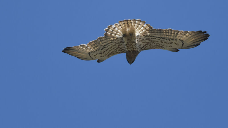 Short-toed Snake Eagleadult, Flight