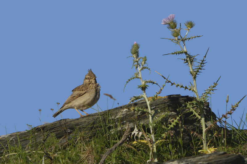 Cochevis huppéadulte