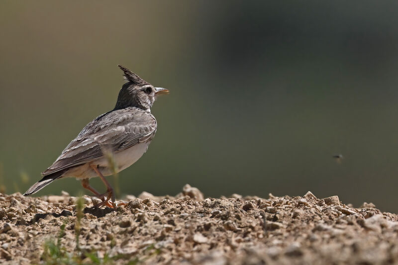 Crested Larkadult, identification