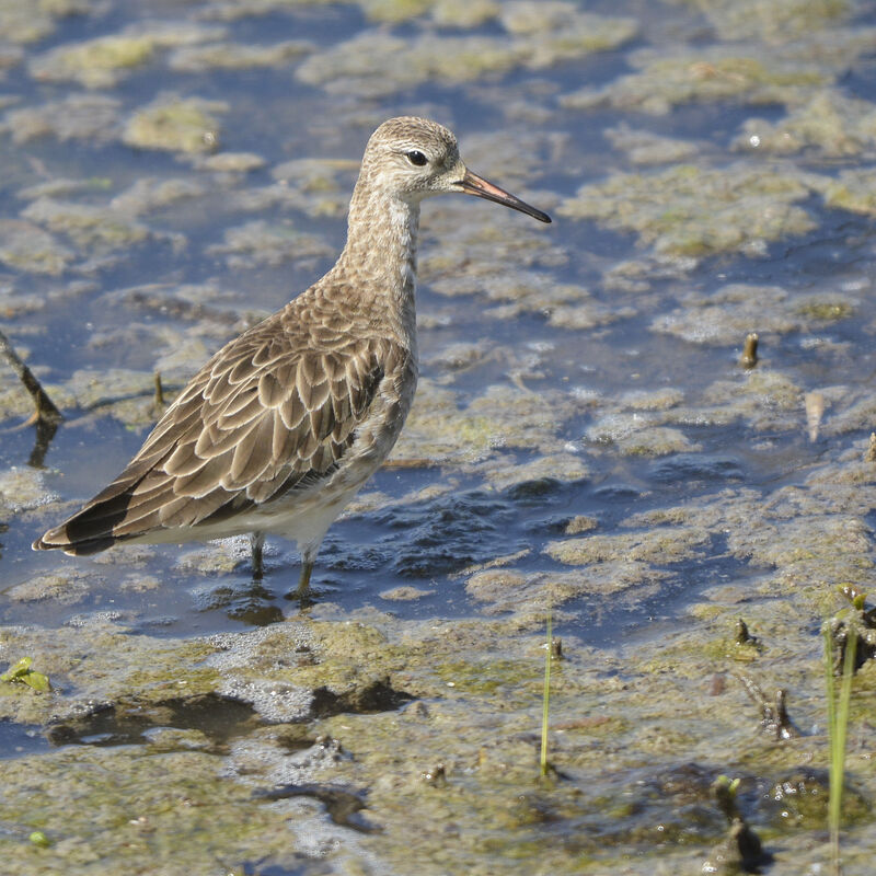 Ruff female adult