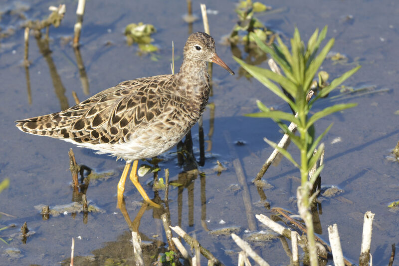 Combattant varié mâle adulte, identification