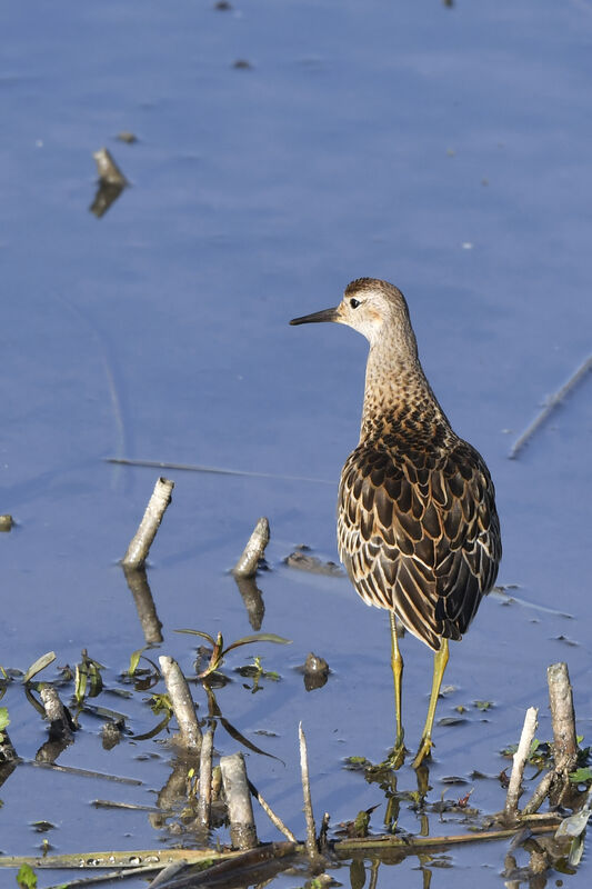 Combattant variéjuvénile, identification