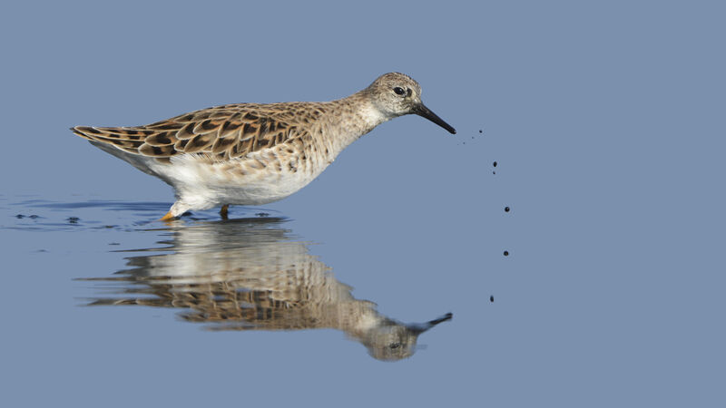 Ruff female adult post breeding, identification