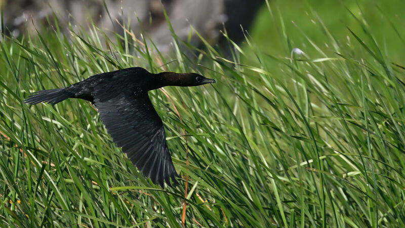 Pygmy Cormorantadult breeding, Flight