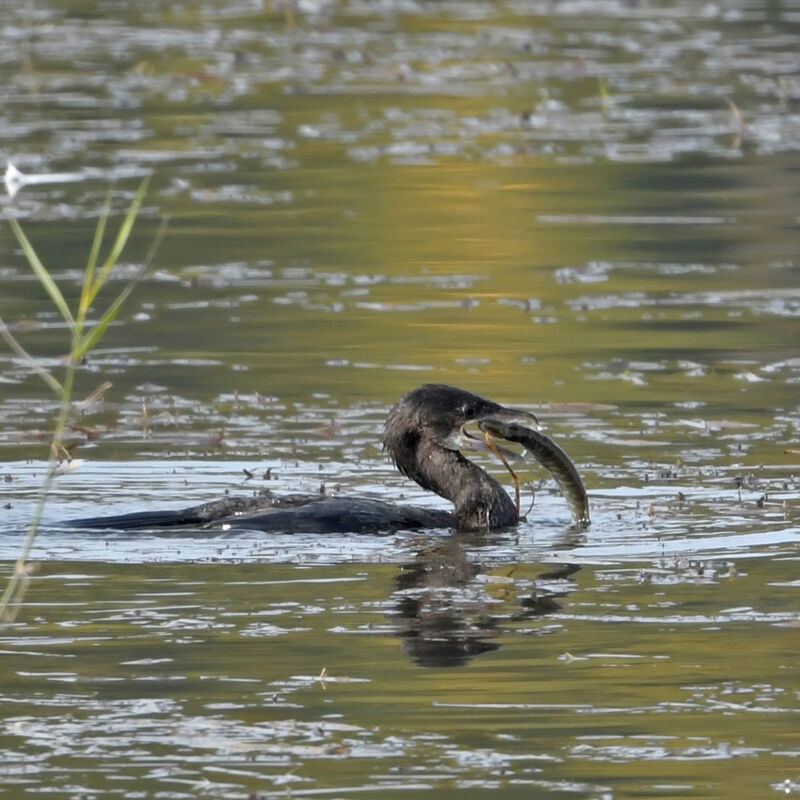 Pygmy CormorantFirst year, feeding habits, fishing/hunting