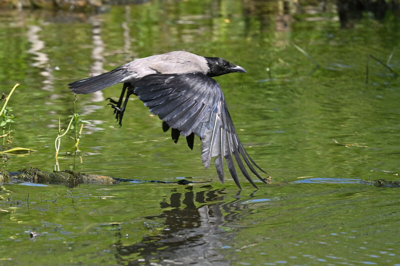 Hooded Crowadult, Flight