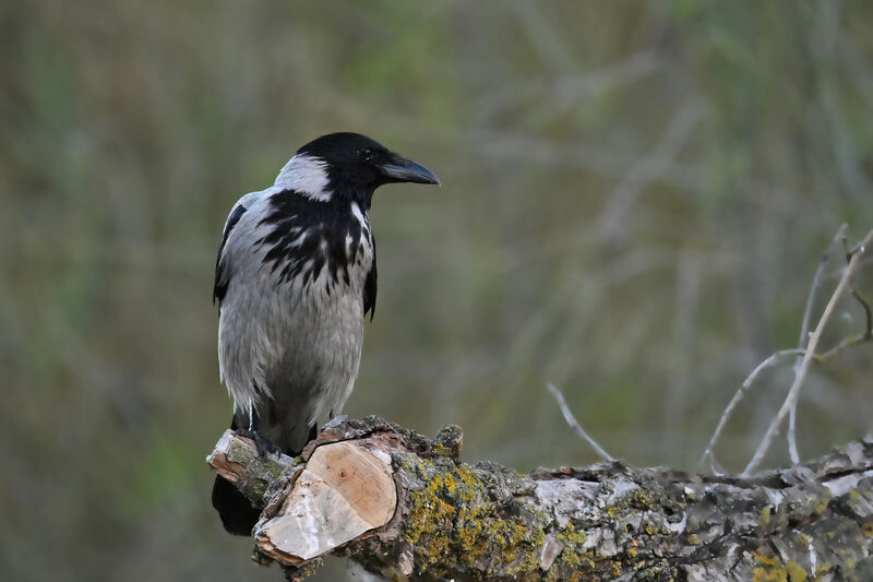 Corneille manteléeadulte, identification