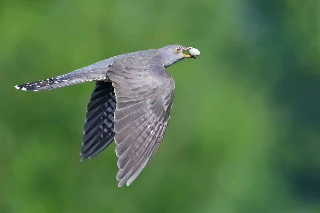Common Cuckoo