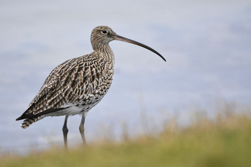 Eurasian Curlewadult, identification