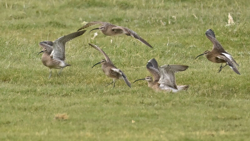 Eurasian Whimbreladult, Flight