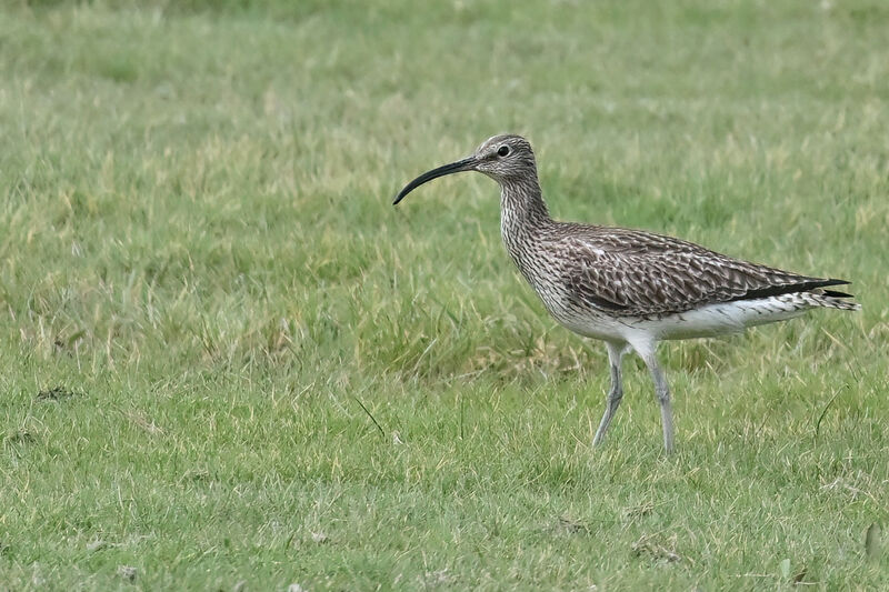 Eurasian Whimbreladult, identification