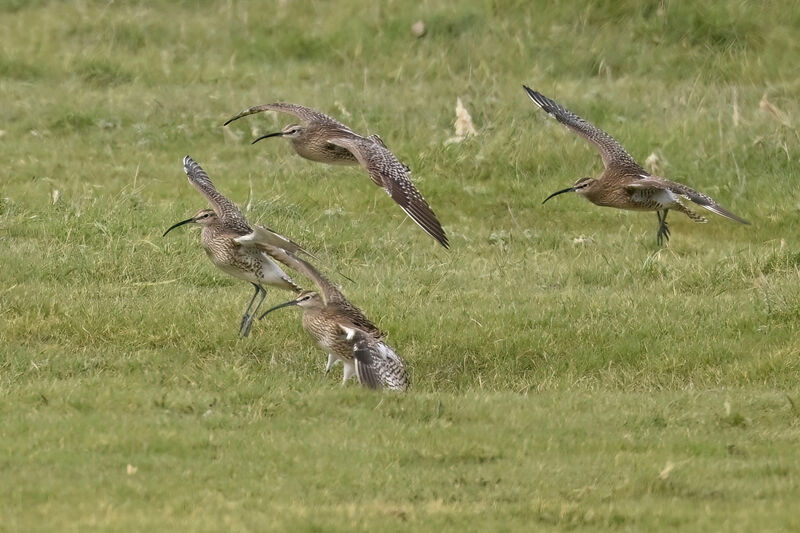 Eurasian Whimbrel, Flight