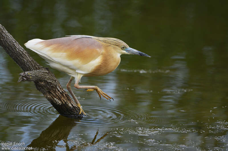 Squacco Heronadult, identification