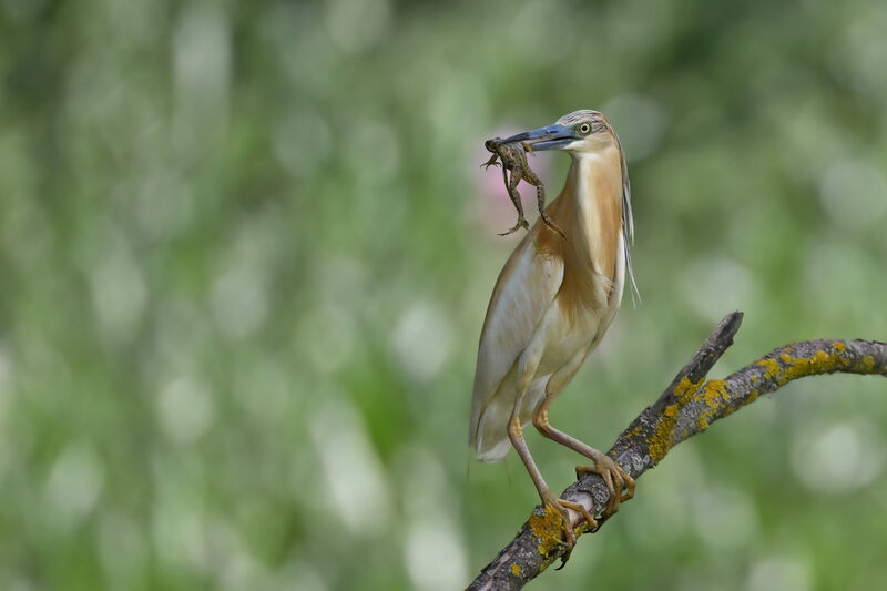 Crabier cheveluadulte nuptial, identification, régime