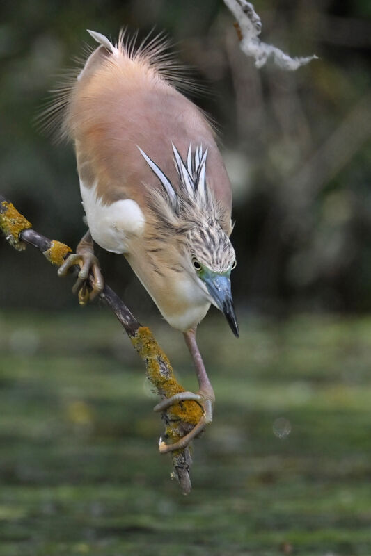 Squacco Heronadult breeding