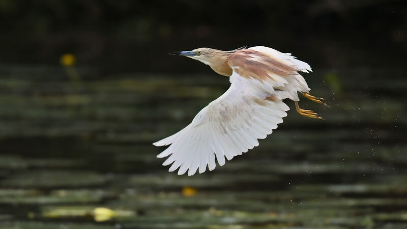 Squacco Heronadult breeding, Flight