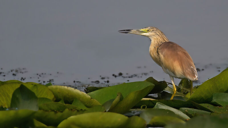 Crabier cheveluadulte nuptial, identification