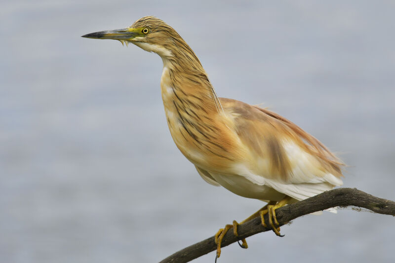 Squacco Heronadult, identification