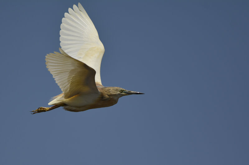 Squacco Heron, Flight