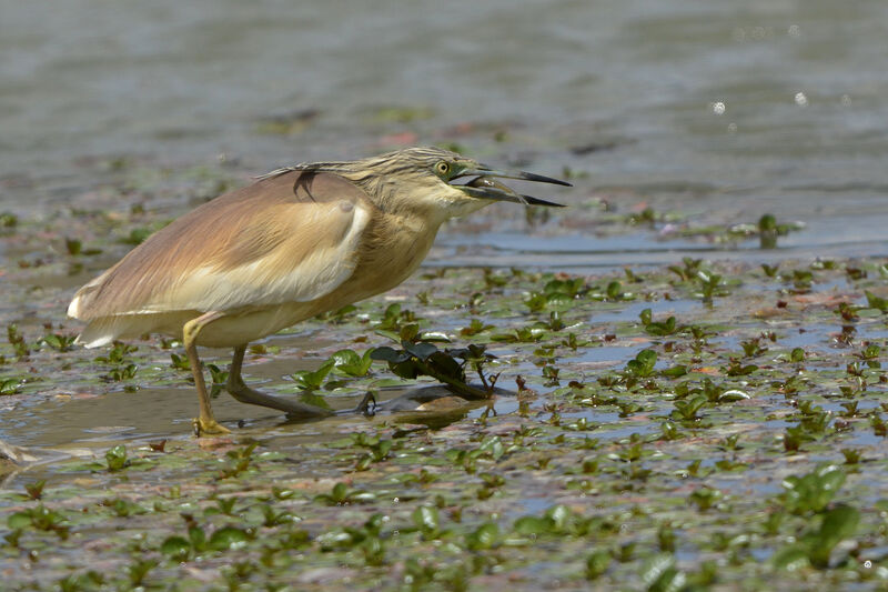 Squacco Heron, feeding habits