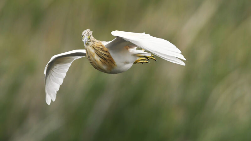 Squacco Heronadult, Flight