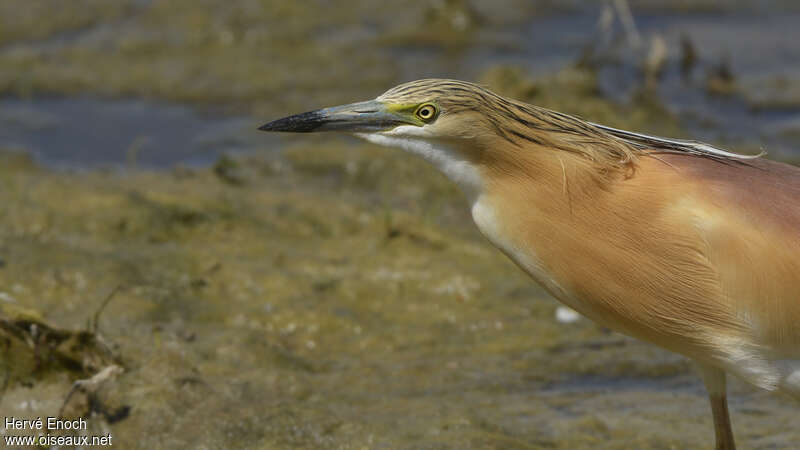 Squacco Heronadult breeding, close-up portrait