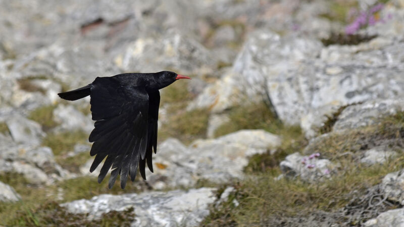 Red-billed Chough, Flight