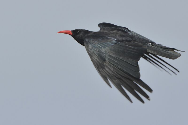 Red-billed Choughadult, Flight