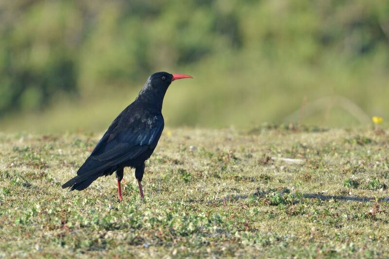 Red-billed Choughadult, identification