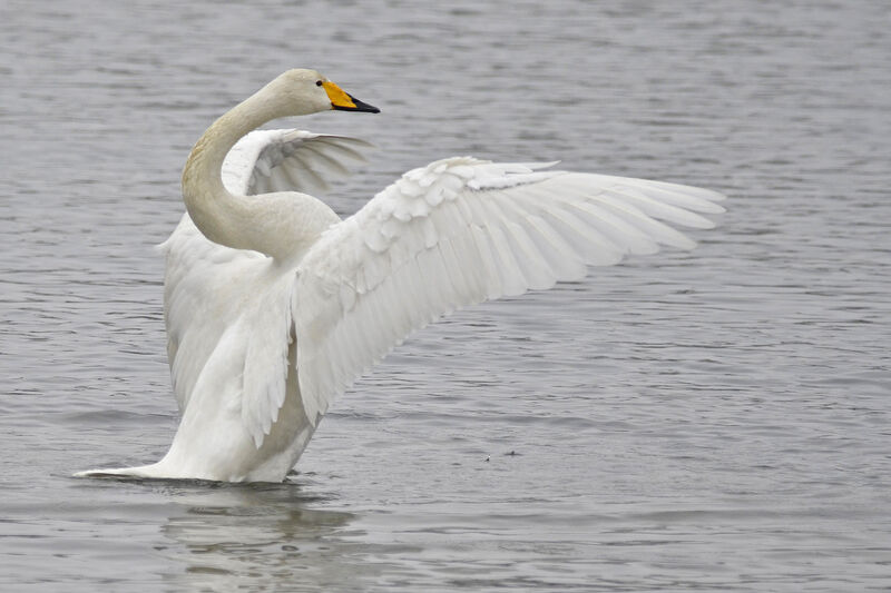 Whooper Swan, identification