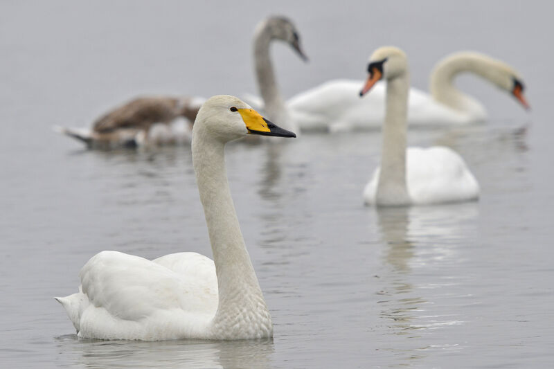 Cygne chanteur, identification